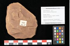 Foto (Objekt + Etikett) von Quercus palaeoilex Ettingshausen (NHMW-GEO-2024-0188-0918)